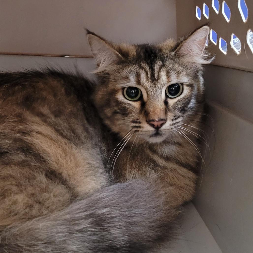 Enlarge Bright Eyes, a Adoptable Domestic Long Hair in Coos Bay, OR image 1/1