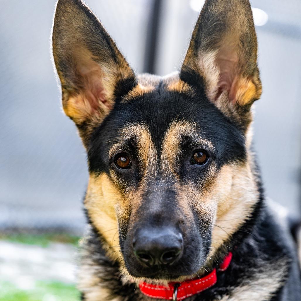 Abel, Adoptable, Young Male German Shepherd Dog.