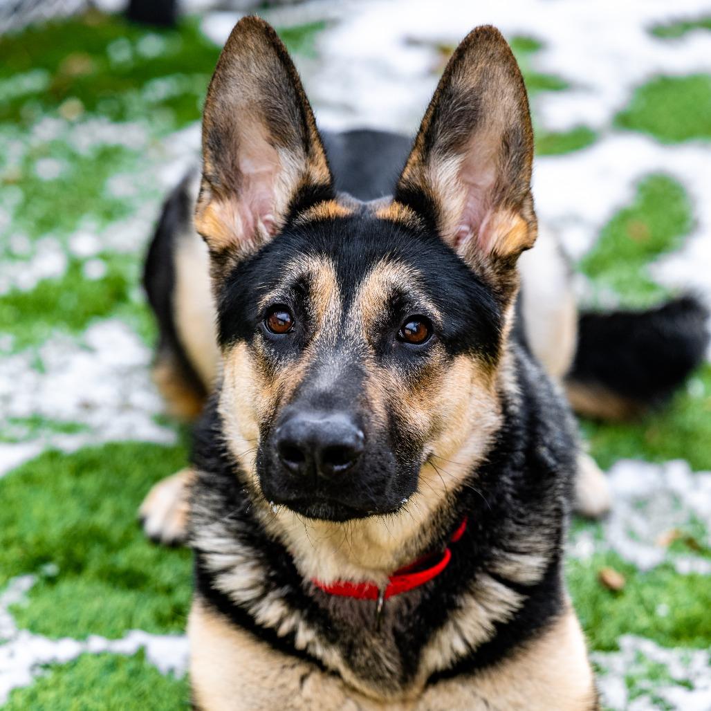 Enlarge Abel, a Adoptable German Shepherd Dog in Naperville, IL image 2/6