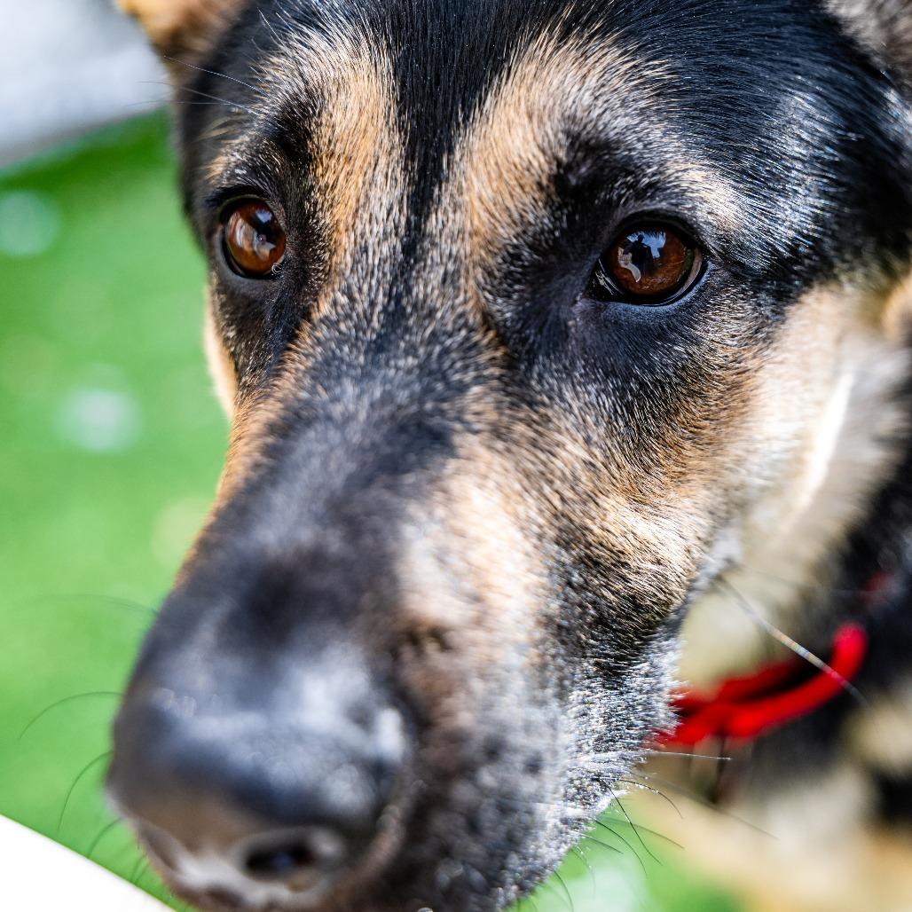 Enlarge Abel, a Adoptable German Shepherd Dog in Naperville, IL image 5/6