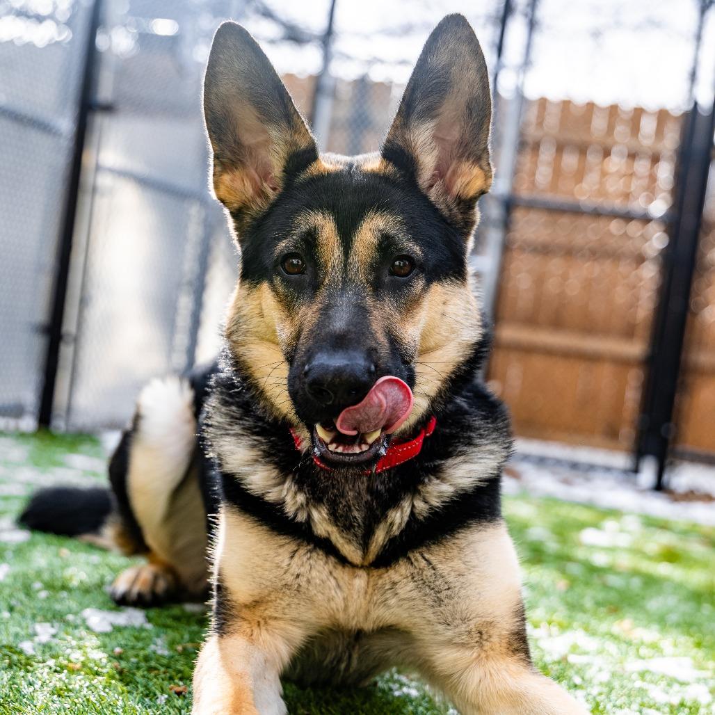 Enlarge Abel, a Adoptable German Shepherd Dog in Naperville, IL image 6/6