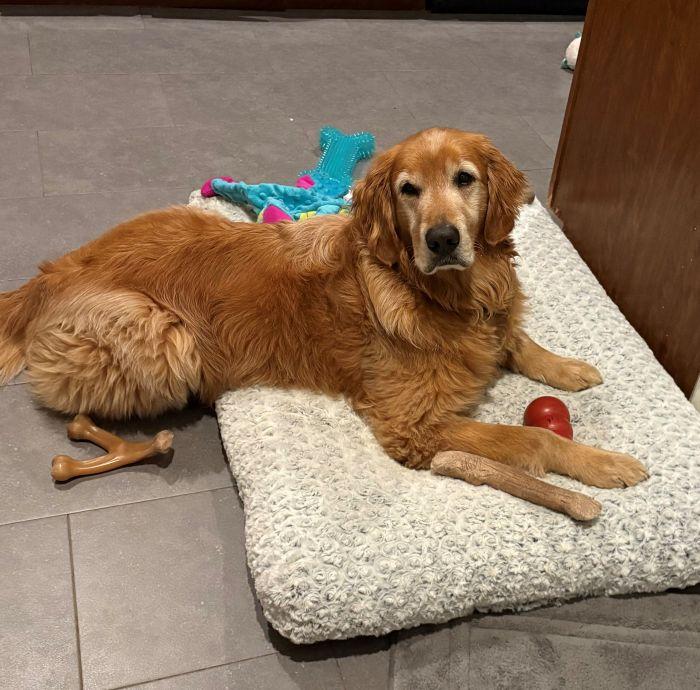Charlie, a Adoptable Golden Retriever in Bath, OH image 3/5
