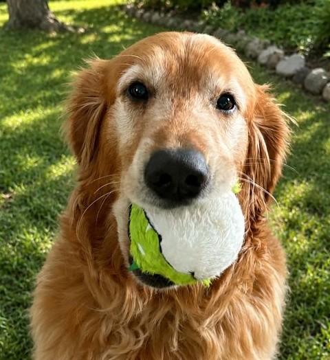 Charlie, Adoptable, Adult Male Golden Retriever.