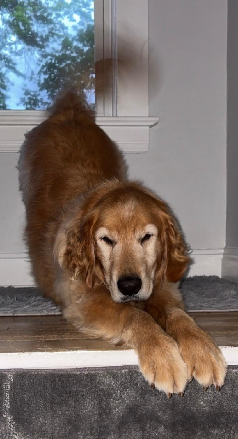 Charlie, a Adoptable Golden Retriever in Bath, OH image 4/5