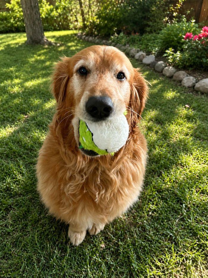 Charlie, a Adoptable Golden Retriever in Bath, OH image 5/5