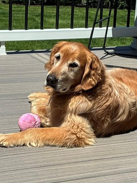 Charlie, a Adoptable Golden Retriever in Bath, OH image 2/5