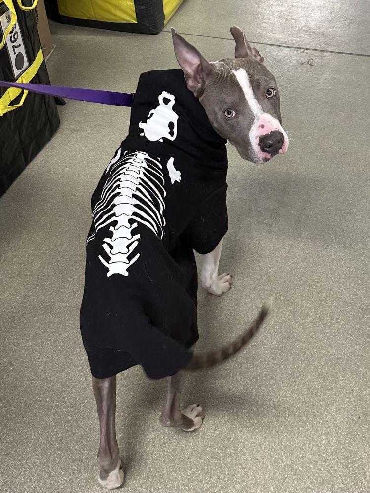 Leo, Adoptable, Adult Male Mixed Breed.