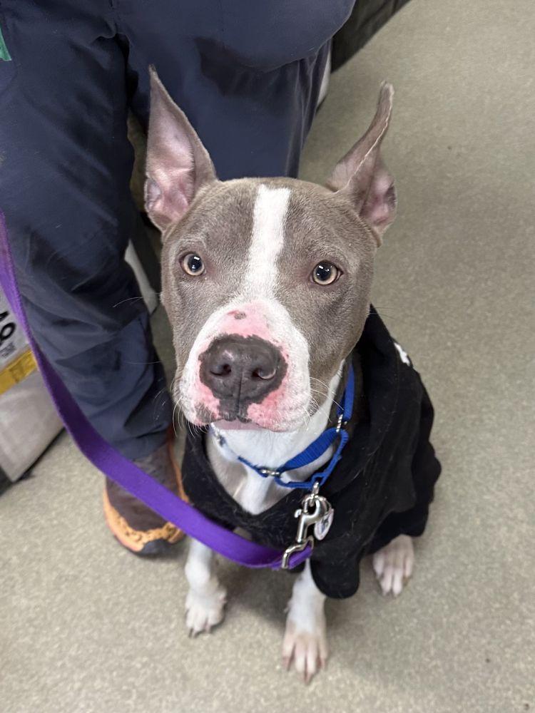 Enlarge Leo, a Adoptable Mixed Breed in Alexandria, VA image 2/2