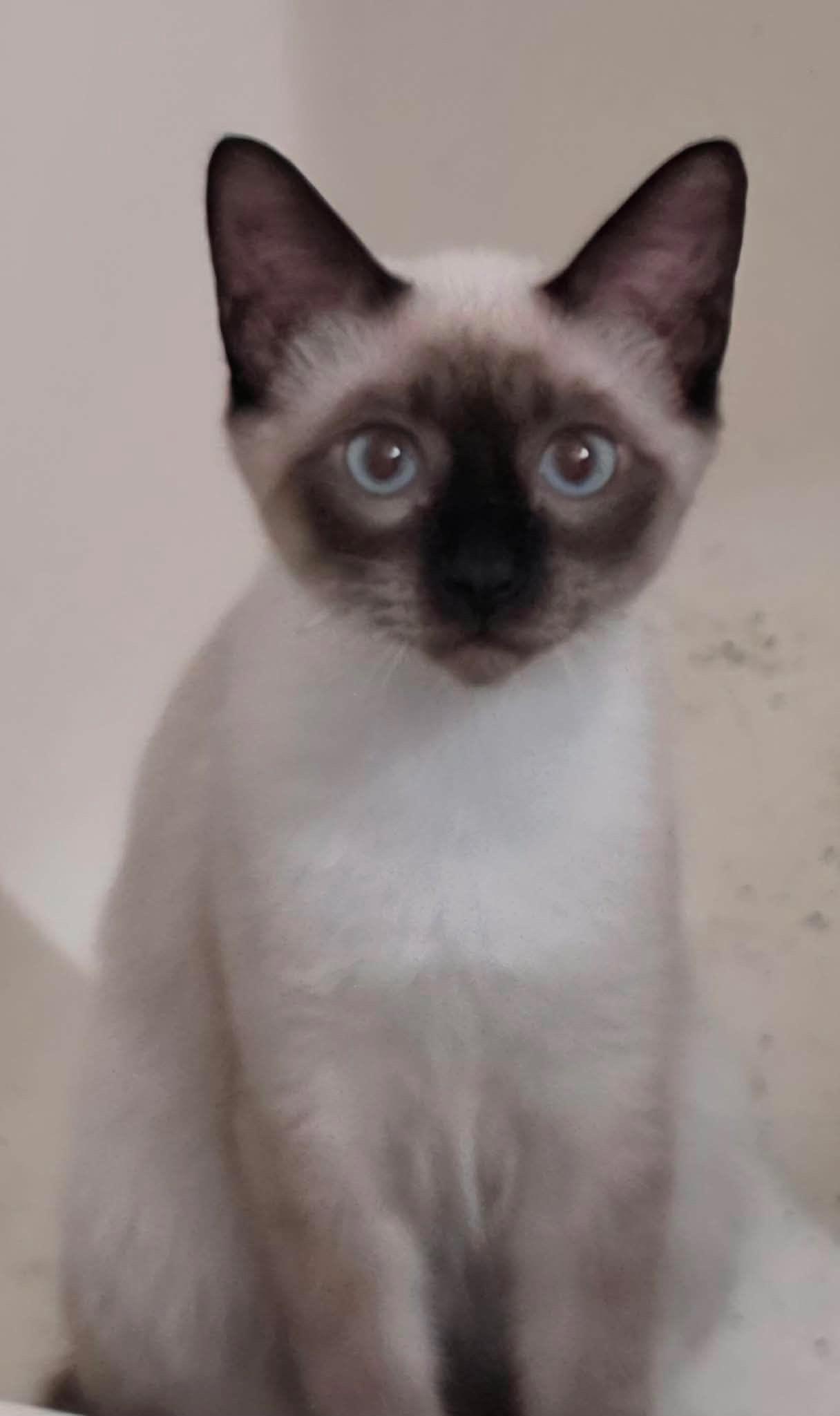 Soda, adopted, Young Male Siamese.