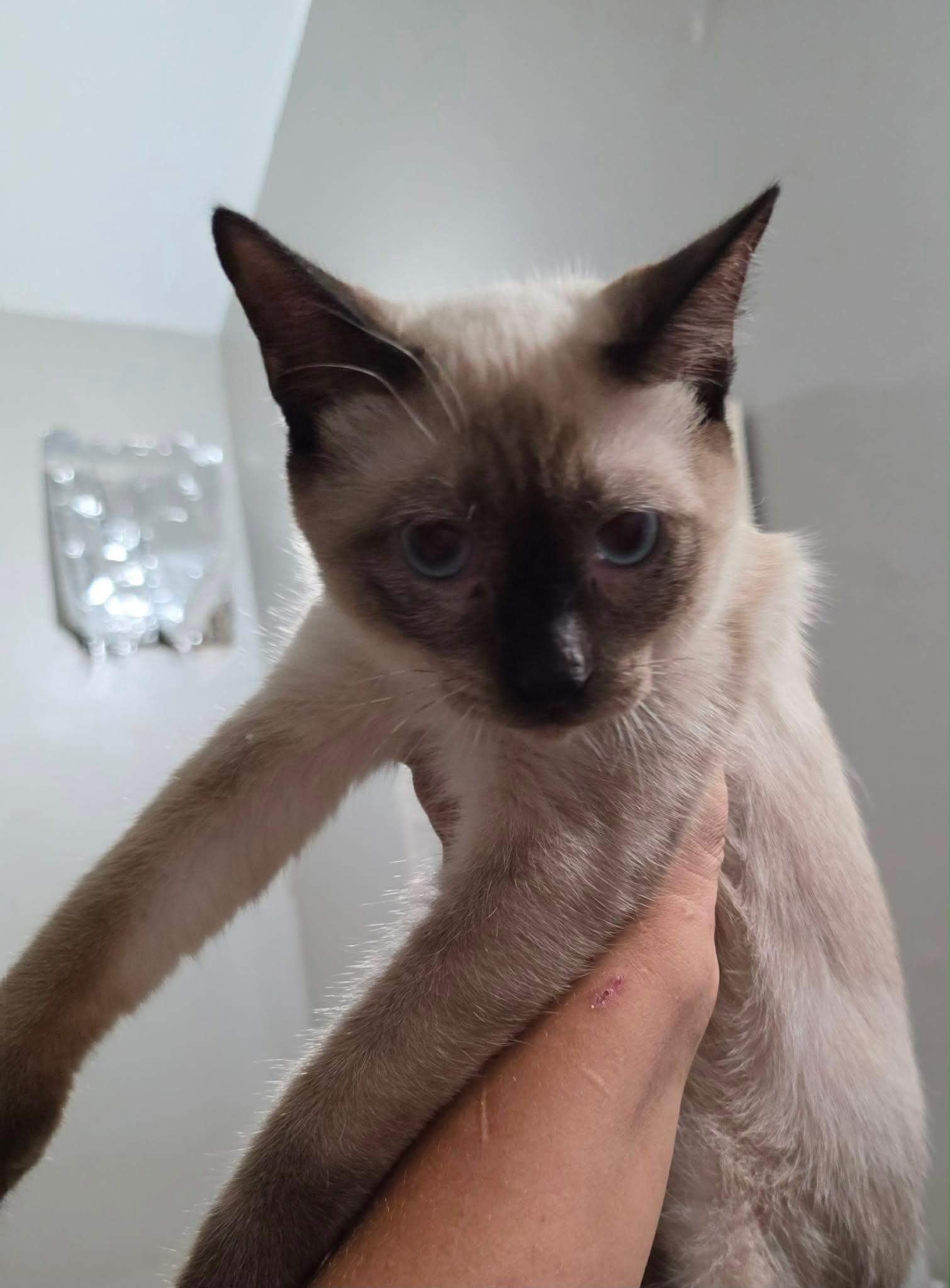 Soda, an adopted Siamese in Mount Pleasant, TX image 2/2