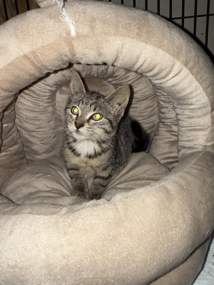 Ann, Adoptable, Kitten Female Domestic Short Hair.