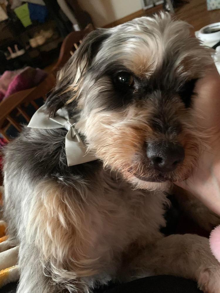 Graham, Adoptable, Adult Male Terrier.