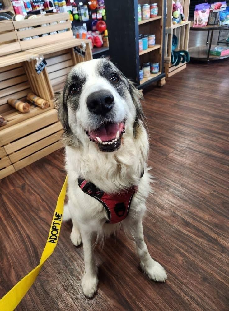 25-023 Opal, Adoptable, Adult Female Great Pyrenees.
