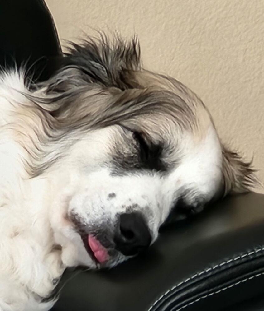 Enlarge 25-023 Opal, a Adoptable mixed breed in Richardson, TX image 2/6