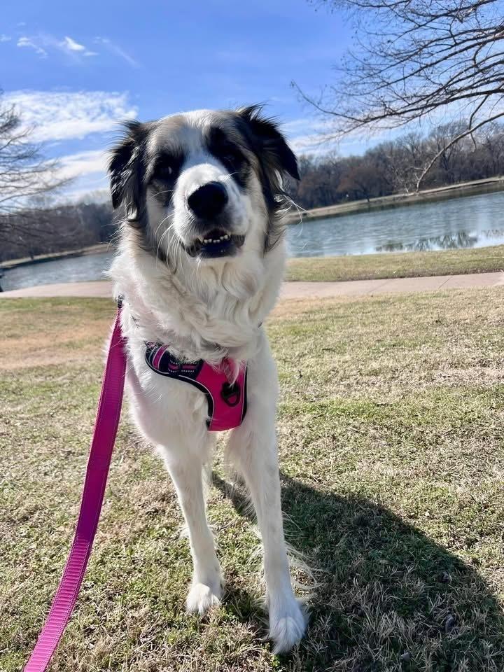 Enlarge 25-023 Opal, a Adoptable mixed breed in Richardson, TX image 3/6