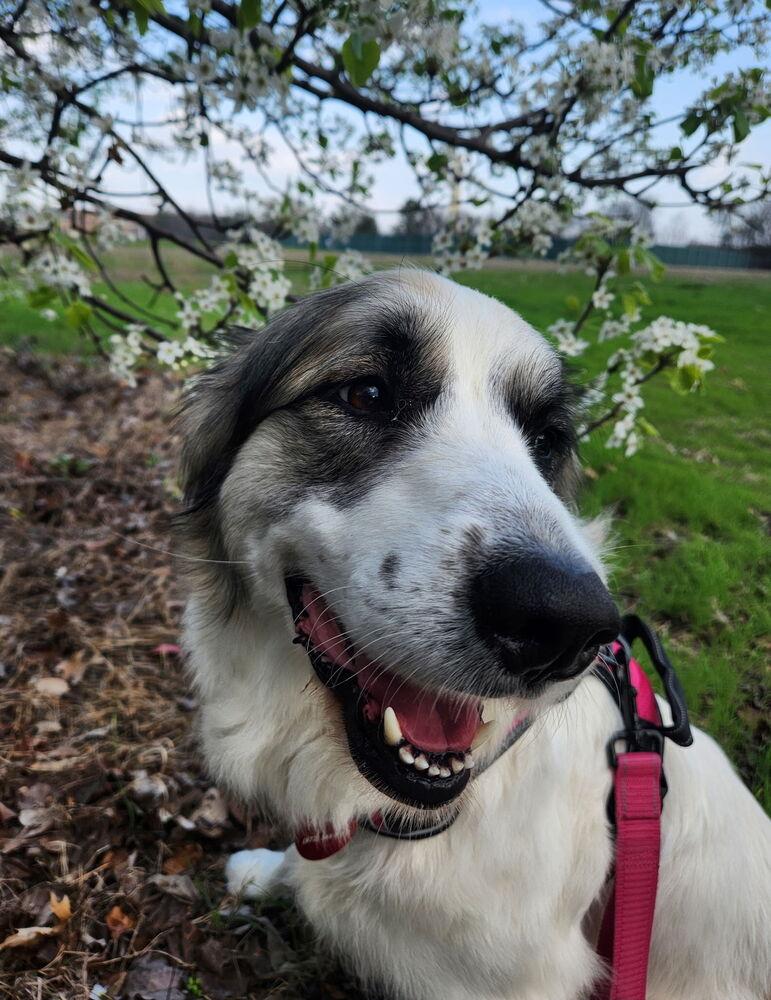 Enlarge 25-023 Opal, a Adoptable mixed breed in Richardson, TX image 5/6