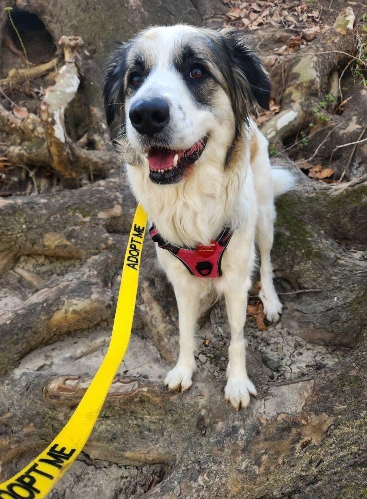 Enlarge 25-023 Opal, a Adoptable mixed breed in Richardson, TX image 6/6