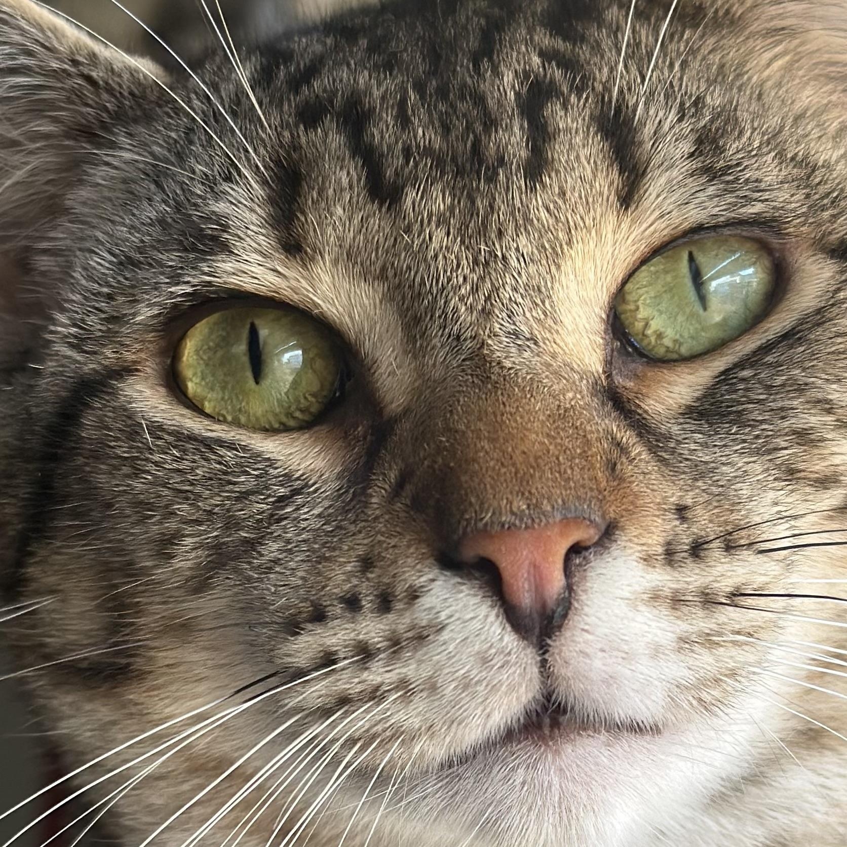 Enlarge KitKat, a Adoptable Domestic Short Hair in Clinton, NC image 3/3