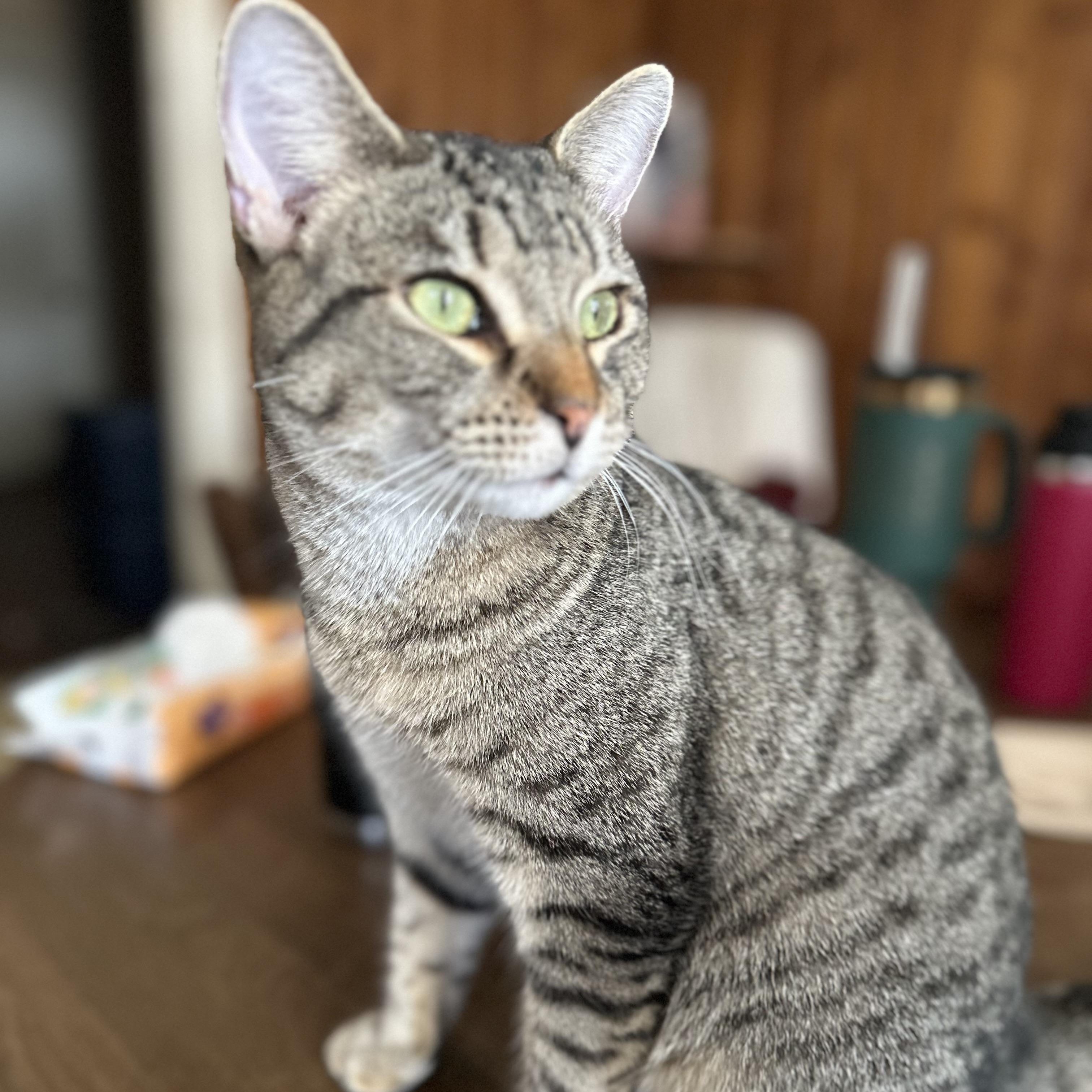 Enlarge KitKat, a Adoptable Domestic Short Hair in Clinton, NC image 2/3