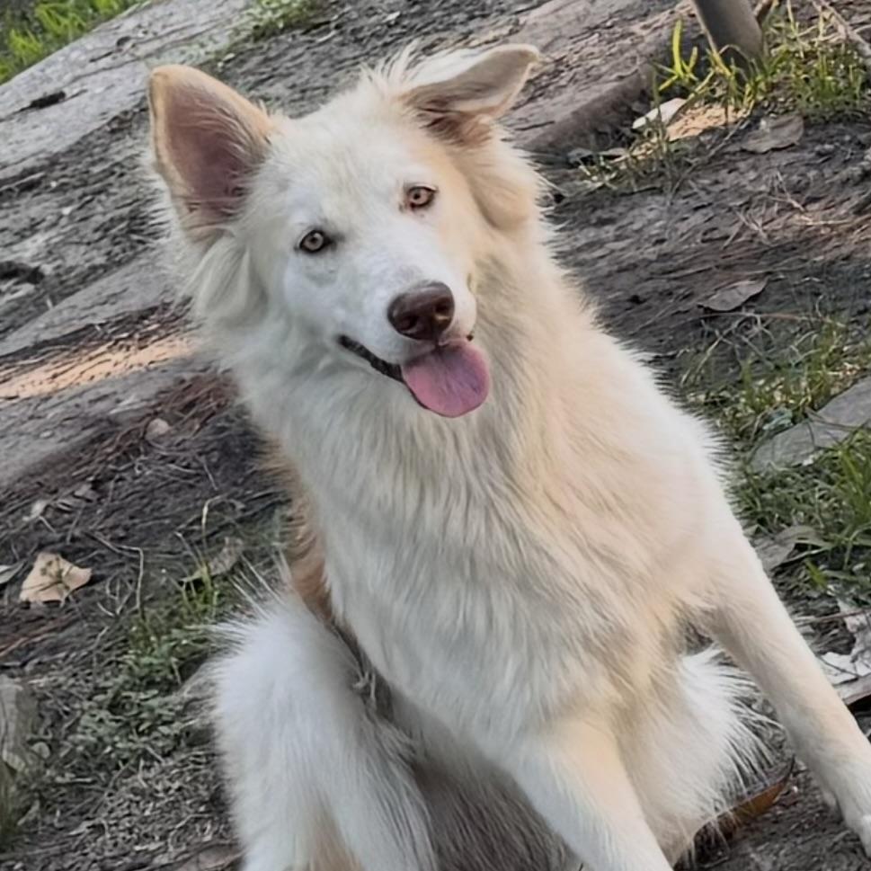 Enlarge Akira, a Adoptable mixed breed in Boise, ID image 4/6