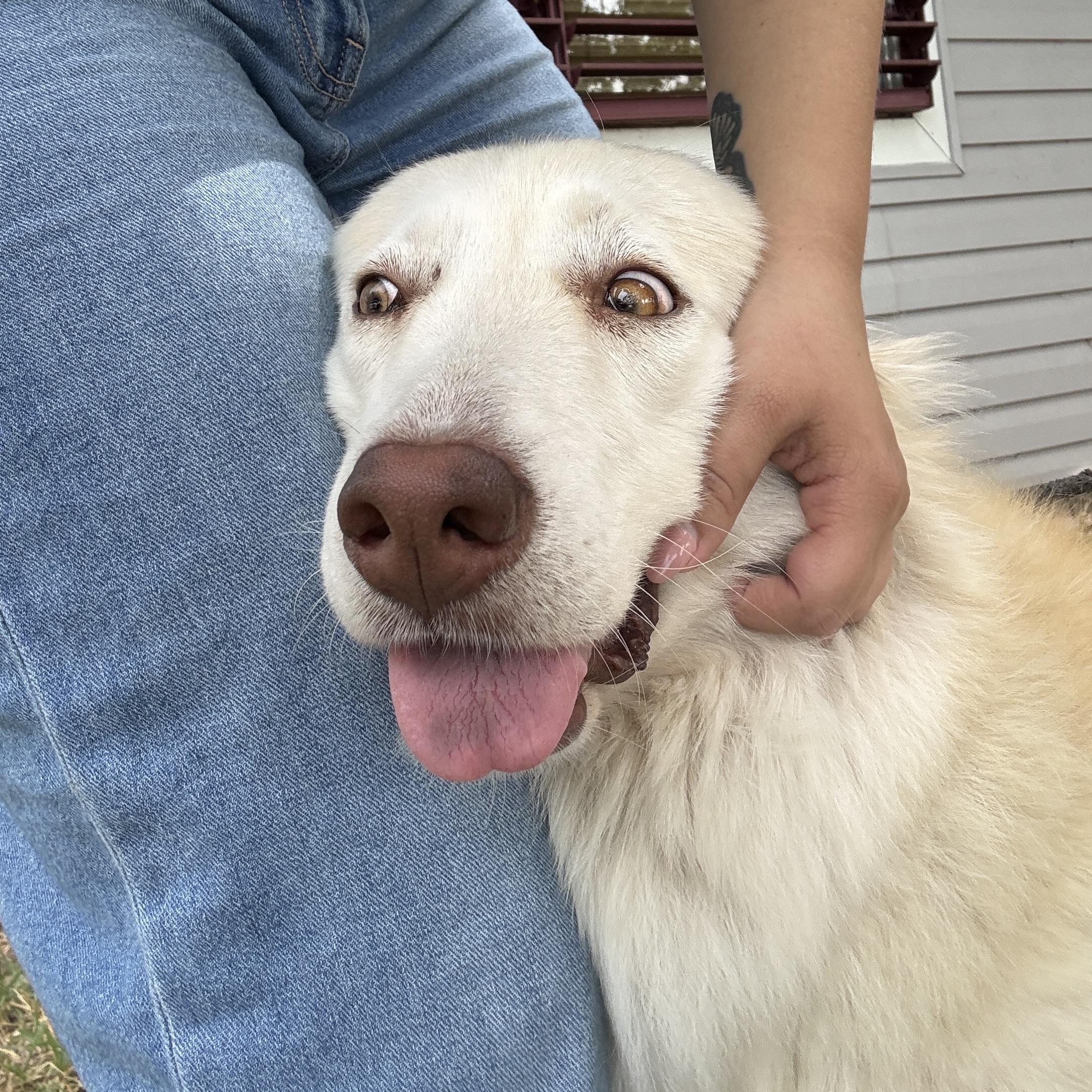 Akira, Adoptable, Adult Female Husky & Golden Retriever.
