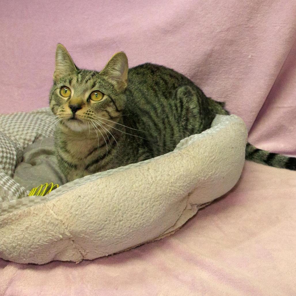 Conway, Adoptable, Young Male Domestic Short Hair.