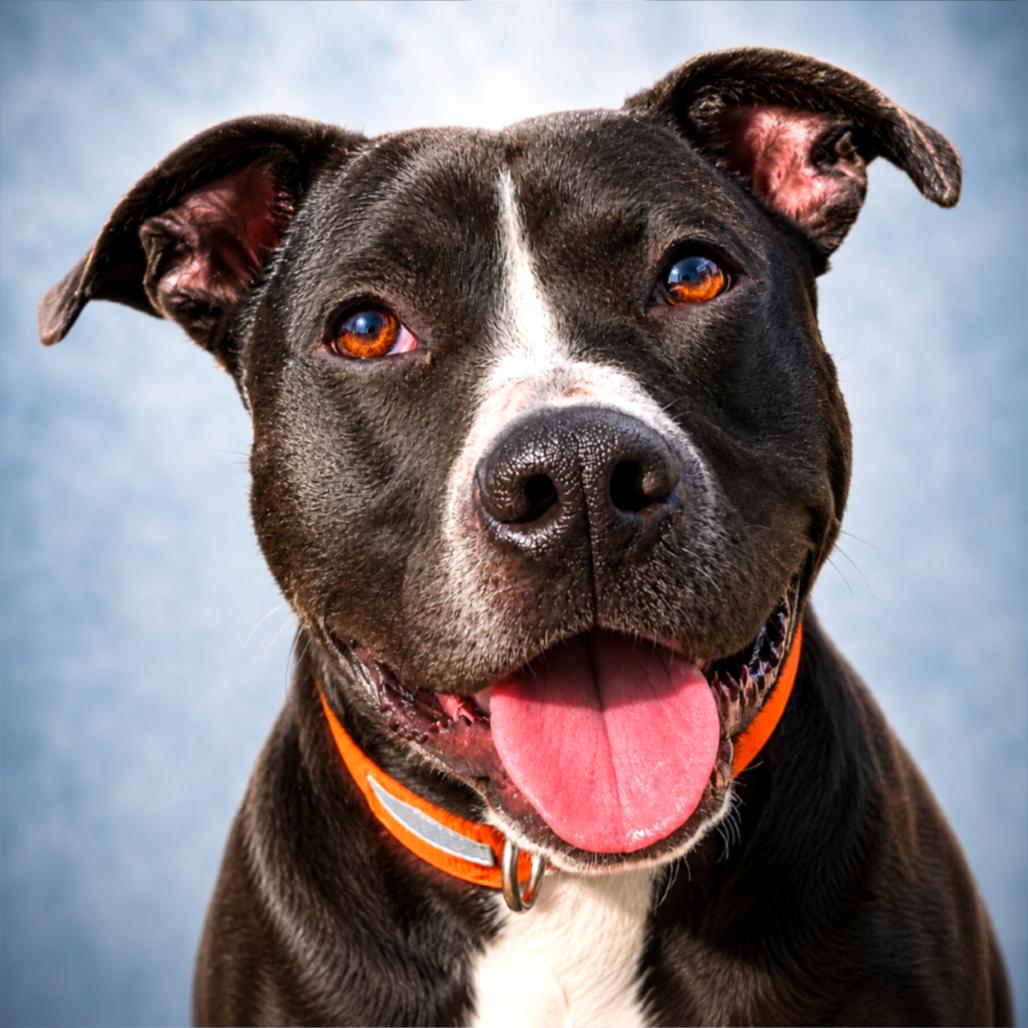 Brad, a Adoptable Pit Bull Terrier in Pulaski, TN image 4/6
