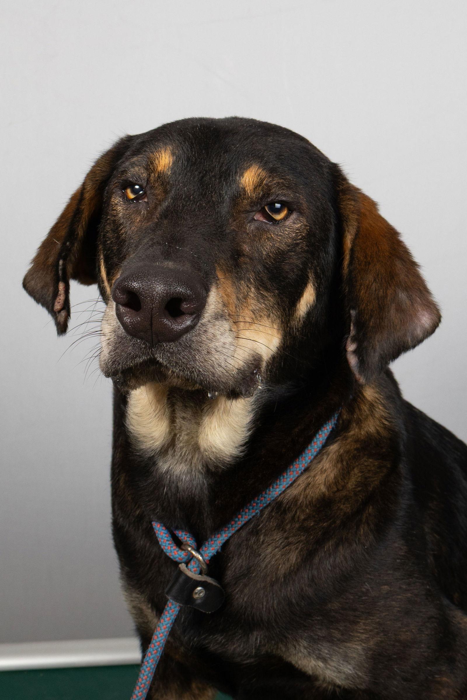 Nick, Adoptable, Adult Male Shepherd & Beagle.