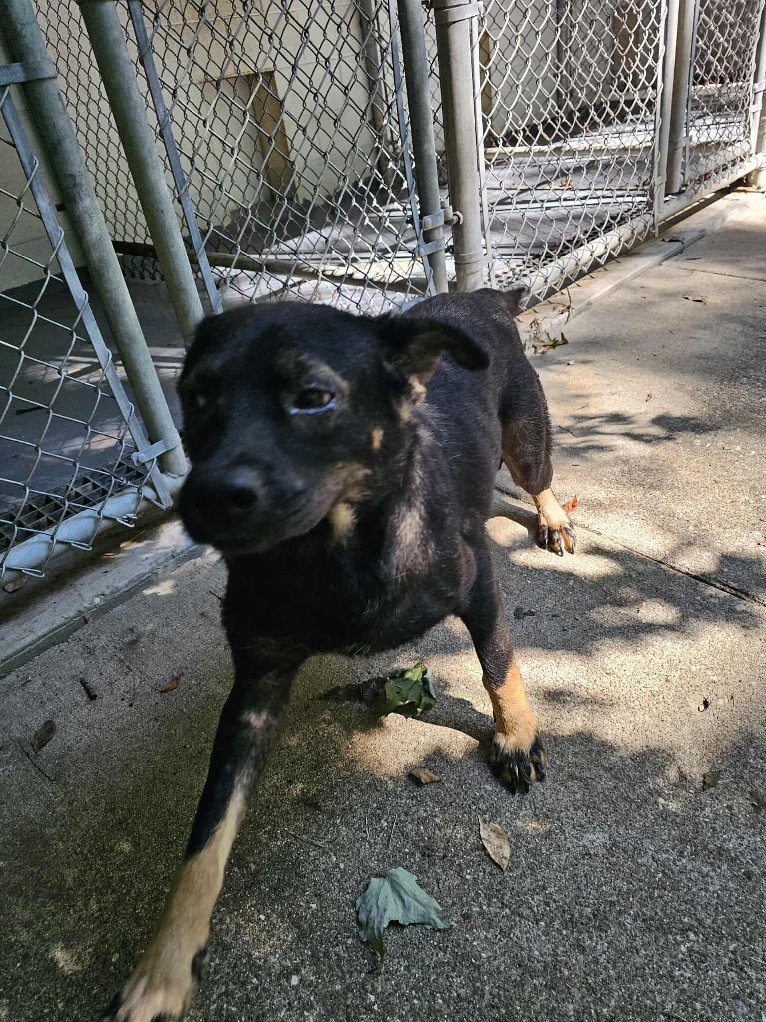 Enlarge Nick, a Adoptable mixed breed in Frenchburg, KY image 2/3