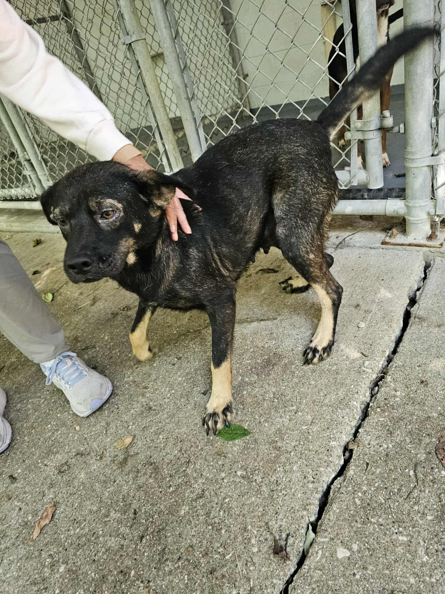 Enlarge Nick, a Adoptable mixed breed in Frenchburg, KY image 3/3