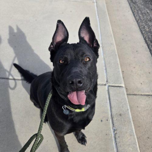 Enlarge Merida, a Adoptable mixed breed in Grand Junction, CO image 1/6
