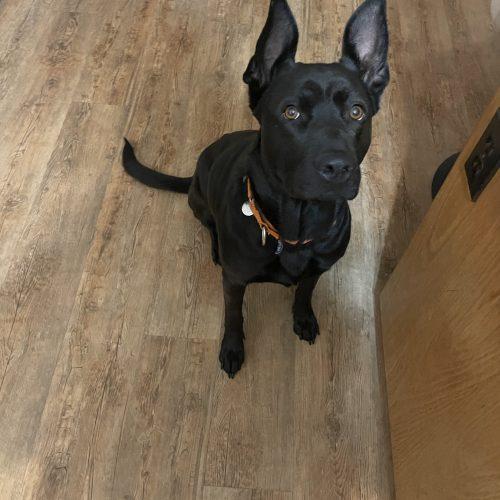 Mira, Adoptable, Adult Female Black Labrador Retriever & Shepherd.