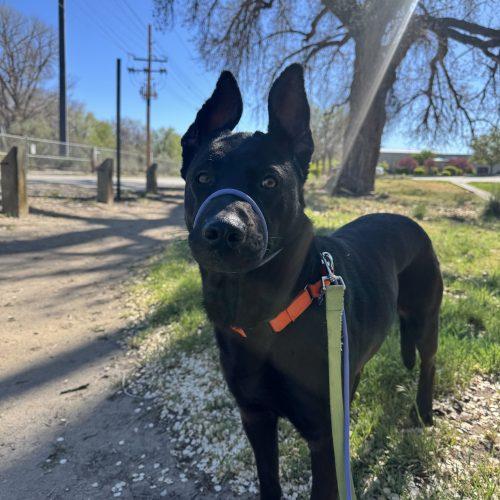 Merida, Adoptable, Adult Female Black Labrador Retriever & Shepherd.