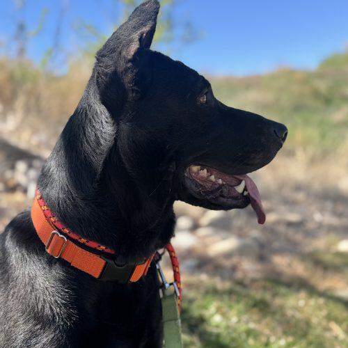Merida, a Adoptable mixed breed in Grand Junction, CO image 2/6