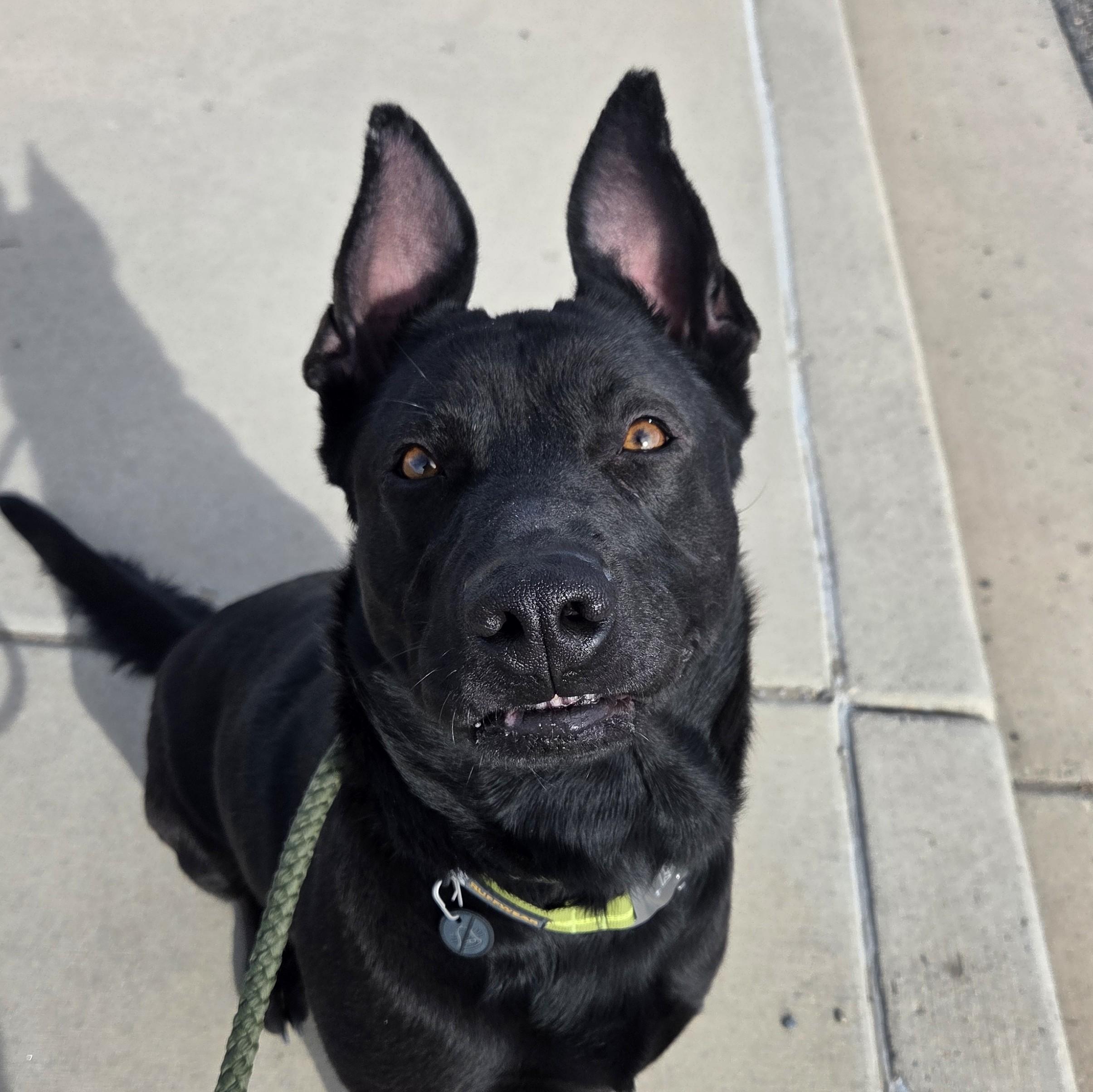Enlarge Merida, a Adoptable mixed breed in Grand Junction, CO image 2/6