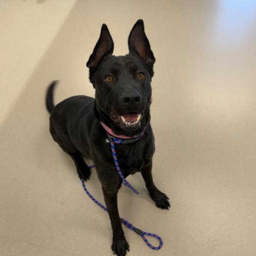 Enlarge Merida, a Adoptable mixed breed in Grand Junction, CO image 3/6