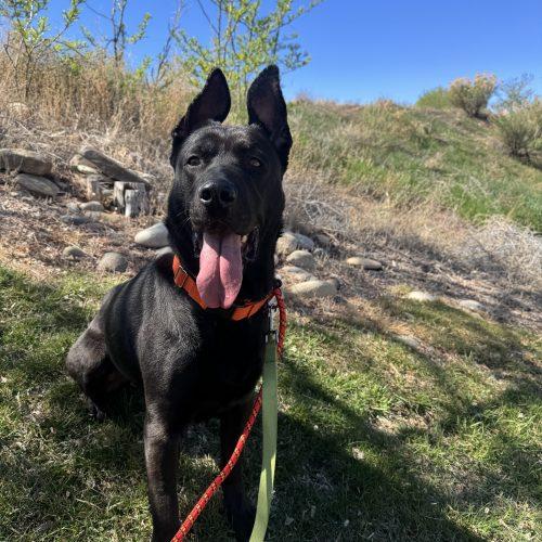Merida, a Adoptable mixed breed in Grand Junction, CO image 3/6