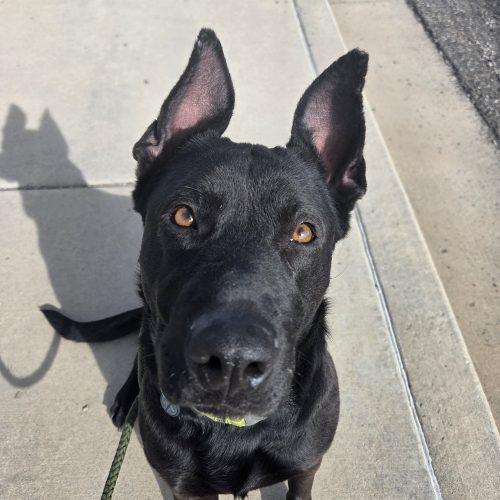 Enlarge Merida, a Adoptable mixed breed in Grand Junction, CO image 4/6