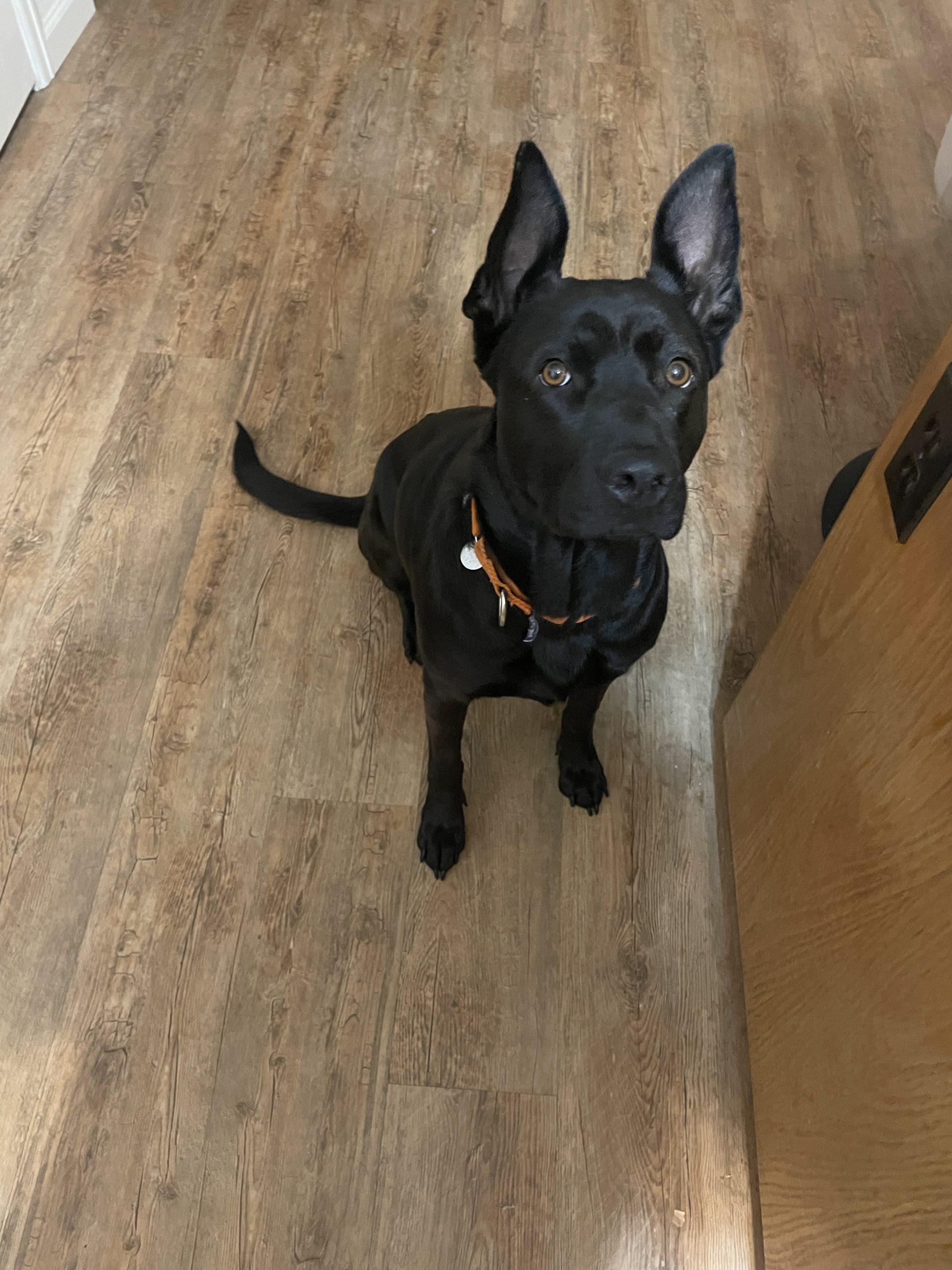 Enlarge Mira, a Adoptable mixed breed in Grand Junction, CO image 5/6