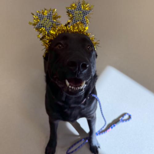 Enlarge Merida, a Adoptable mixed breed in Grand Junction, CO image 5/6