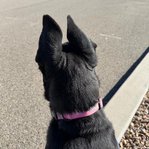 Enlarge Merida, a Adoptable mixed breed in Grand Junction, CO image 6/6