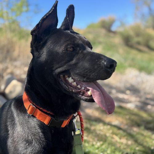 Merida, a Adoptable mixed breed in Grand Junction, CO image 6/6