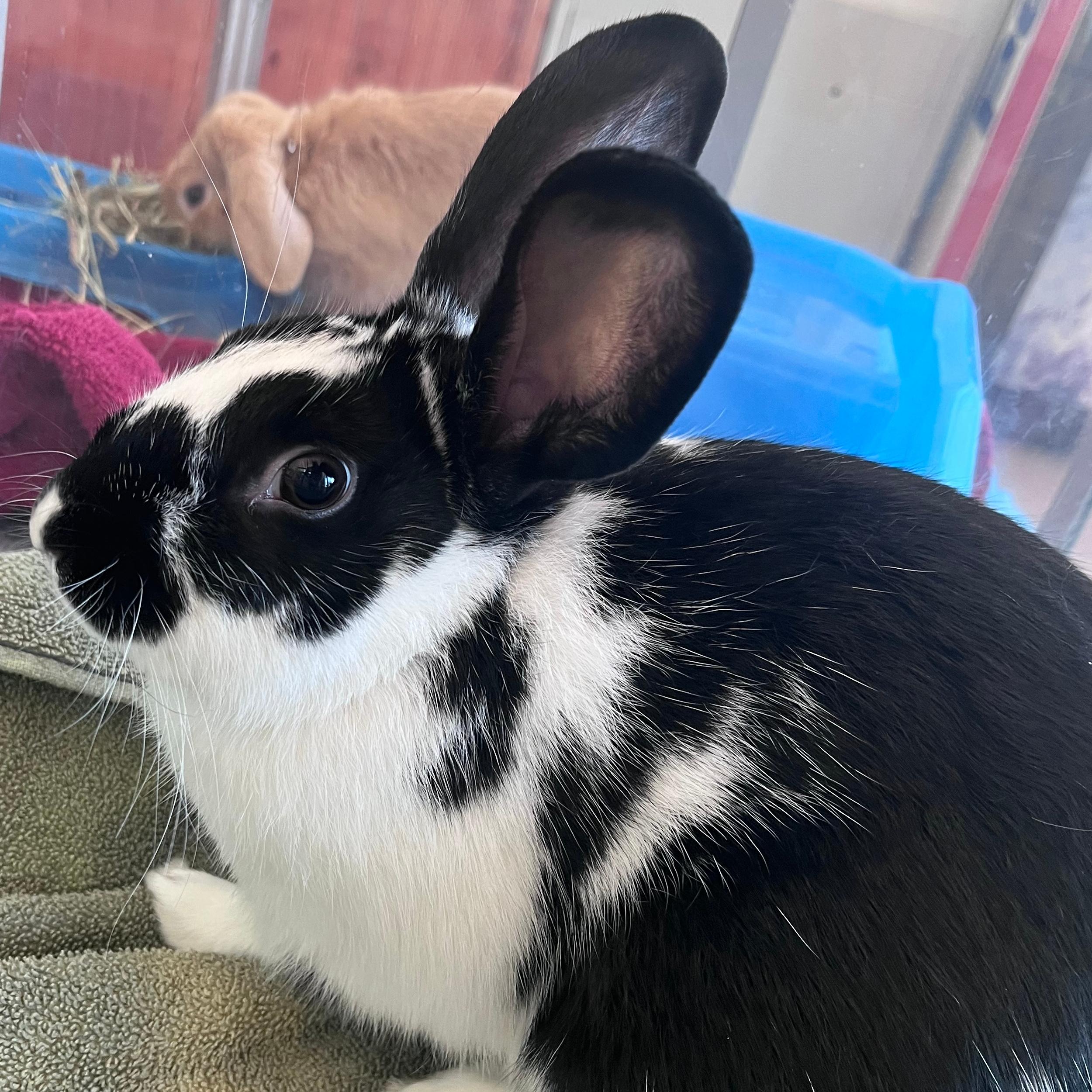 Enlarge Garbanzo, an adopted mixed breed in Lindon, UT image 1/1