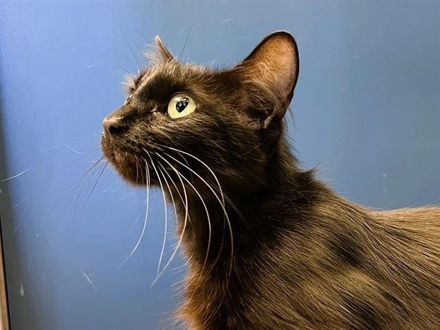 MELISSA, Adoptable, Young Female Domestic Short Hair.