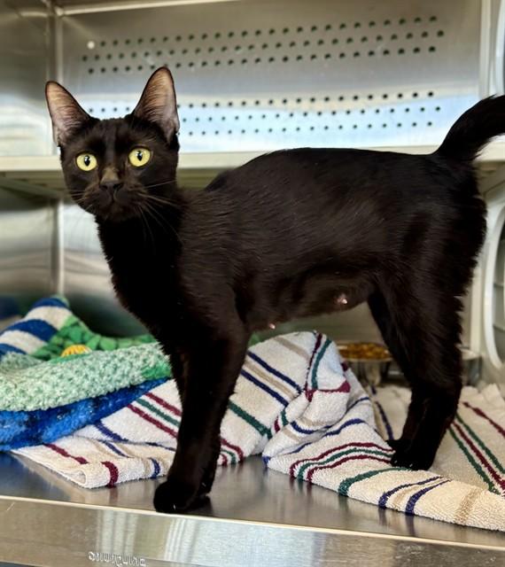 SALEM, Adoptable, Young Female Domestic Short Hair.