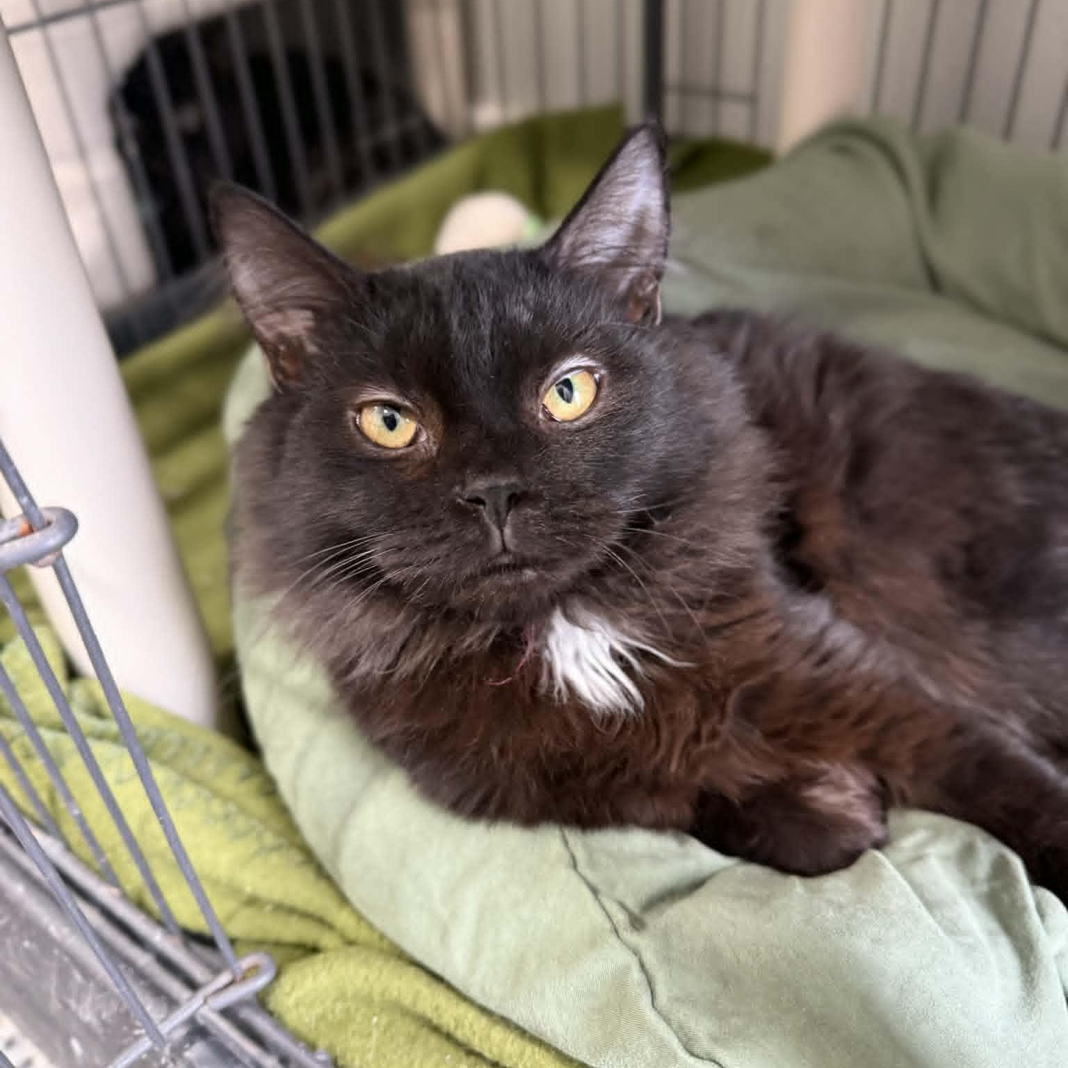 Whataburger, ADOPTABLE, Kitten Female Domestic Long Hair & Maine Coon.