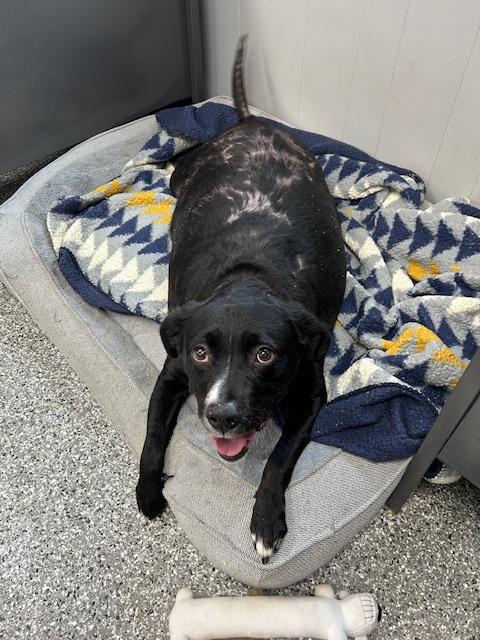 Enlarge Cupcake, a ADOPTABLE mixed breed in Bryan, OH image 1/2