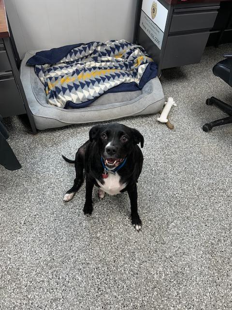 Enlarge Cupcake, a ADOPTABLE mixed breed in Bryan, OH image 2/2