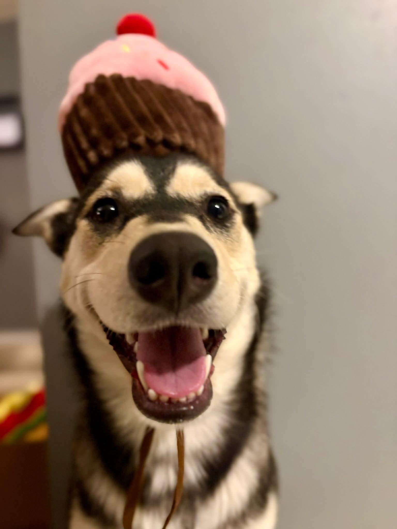 Lucy, a Adoptable mixed breed in Lively, ON image 1/3