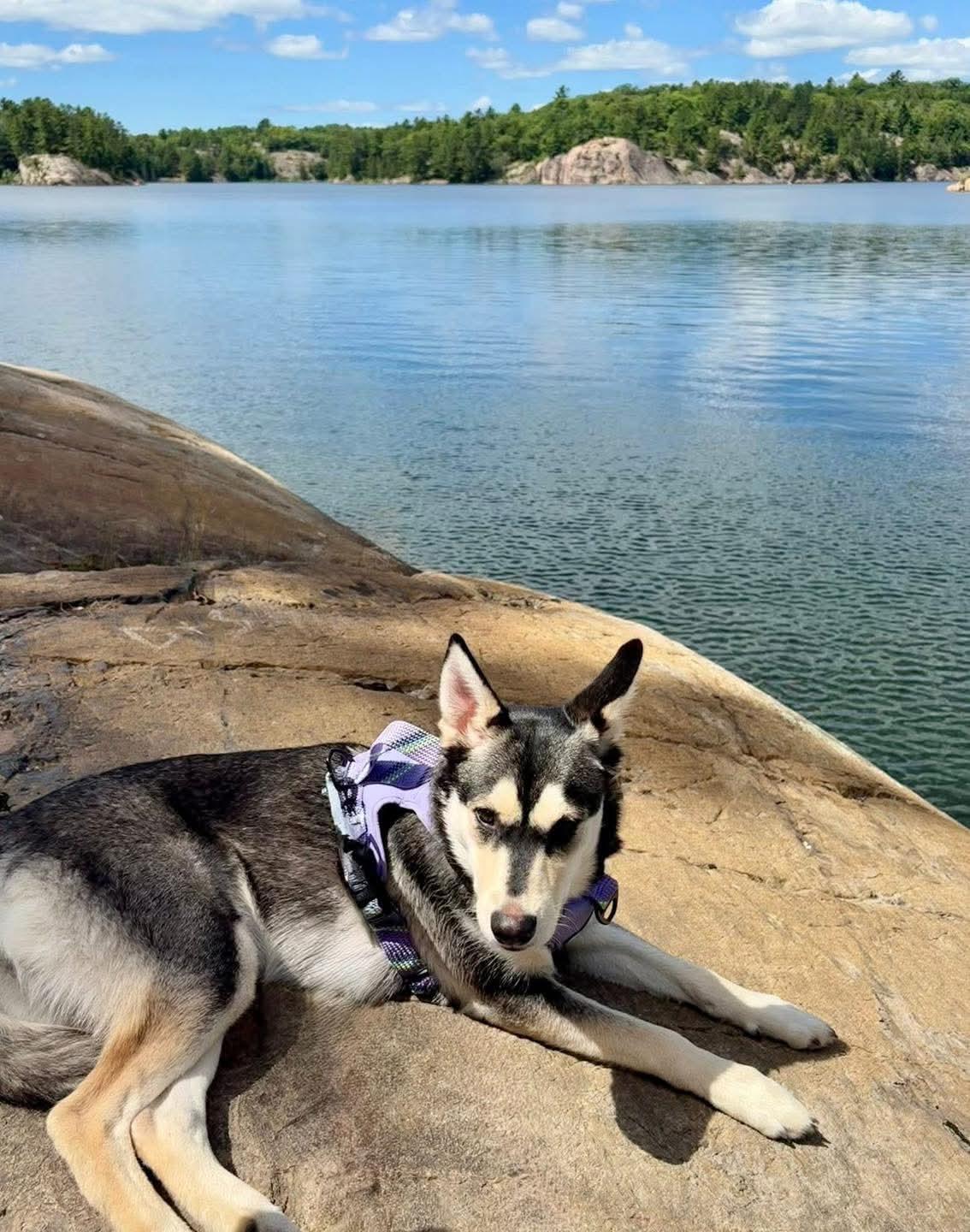 Lucy, a Adoptable mixed breed in Lively, ON image 2/3